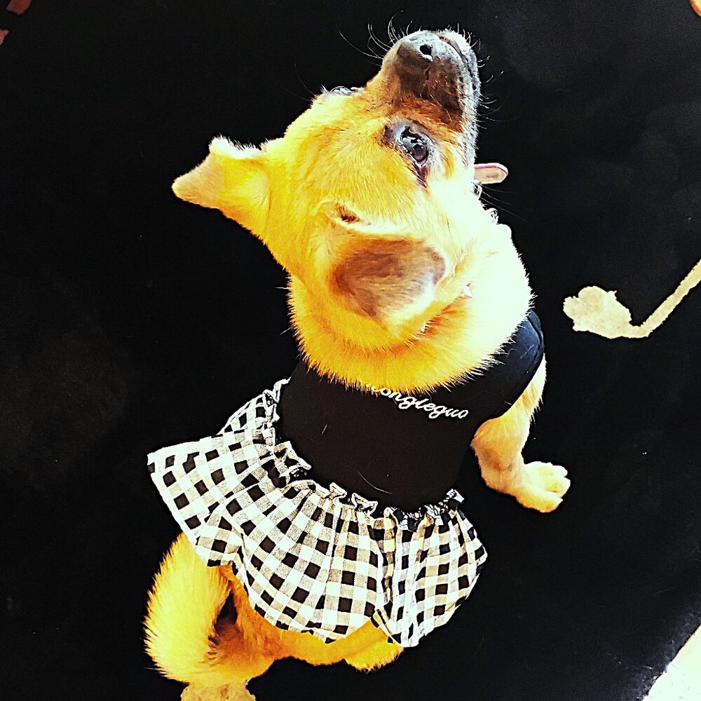 Black and White Dog Dress with Ruffle, Size Small